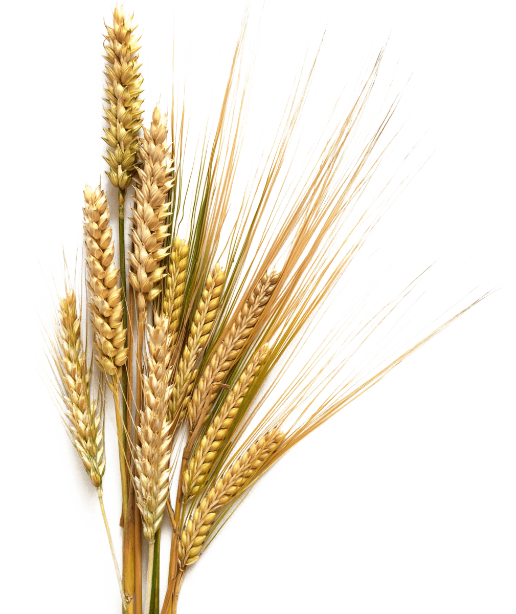 Research Barley Seeds