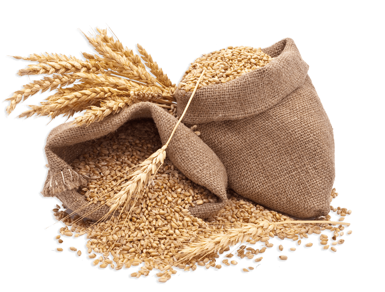 Research Wheat Seeds